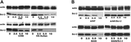 Fig. 5. Bcl-2-ASO down-regulates the expression of Bcl-2 protein in low Bcl-2–expressing cells. / (A) Bcl-2 levels in Bcl-2-ASO–treated IM9 and HS-Sultan cells (low levels of Bcl-2; Figure 1) and U266 and ARH-77 cells (high Bcl-2; Figure 1). (B) Bcl-2 levels in Bcl-2-ASO–treated ARP-1 cells (low Bcl-2, mock-transfected); ARP/Bcl-2 cells (× 10-fold higher Bcl-2; Figure 1); and RPMI 8226 cells and 8226/Bcl-2 cells (× 6-fold higher Bcl-2; Figure 1). Bcl-2–transfected cells were generated and maintained as described previously.9 Cells were treated for 4 days with the indicated concentrations of Bcl-2-ASO (μg/mL). Bcl-2-ASO was replenished every other day. β-actin was used as an internal loading control. Other experimental details are as in Figure 1. Representative results from at least 3 different experiments are shown.