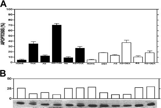 Fig. 8. Potentiation effect of Bcl-2-ASO with TAX and DEX. / Bcl-2-ASO potentiates TAX- and DEX-induced apoptosis (A) and down-regulation of Bcl-2 (B) in ARH-77 myeloma cells. ARH-77 cells were cultured for 3 days with or without 5 μg/mL Bcl-2-ASO (AS) or reverse sense oligodeoxynucleotides (RS). Cultures were continued for additional 2 days with or without 0.1 μM TAX or 0.5 μM DEX. Cells were then harvested and analyzed for apoptosis and for Bcl-2 protein expression. Cultures treated for 1 day or 2 days with TAX or DEX alone were also prepared and analyzed for apoptosis and for Bcl-2 expression. Bcl-2-ASO was replenished every other day. Bcl-2 protein was identified as a 26 kDa migrating band. Note that in TAX-treated cells a slow migrating band of about 28 kDa is visible. This was identified as the widely documented phosphorylated Bcl-2 12 and was included in the scanning for Bcl-2 content. Note the additive effect of drugs and Bcl-2-ASO on increased apoptosis (A) and decreased Bcl-2 protein (B). Other experimental details are as in Figure 1. Error bars represent ± SD for at least 3 experiments.