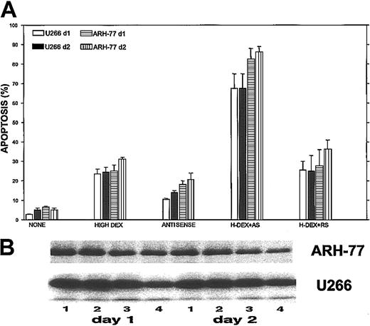 Fig. 9. Maximal potentiation effect of Bcl-2-ASO with DEX. / Bcl-2-ASO potentiates DEX-induced apoptosis (A) and down-regulation of Bcl-2 (B) in ARH-77 and U266 cells. U266 and ARH-77 cells were cultured with or without 5 μg/mL Bcl-2-ASO for 3 days. Cultures were further incubated with no DEX, with low DEX (1 μM), or with high DEX (2 μM) for additional 2 days. Apoptosis was determined by annexin V in cells treated with Bcl-2-ASO alone, DEX alone, or with Bcl-2-ASO (3 days) followed by 1 day or 2 days of DEX. Bcl-2-ASO was replenished every other day. Apoptosis (A) and Western immunoblotting (B) were performed as described in the legend to Figure 1. In panel B, lane 1 indicates nontreated, control cells; lane 2, cells treated for 4 (left panel) or 5 days (right panel) with Bcl-2-ASO alone; lane 3, cells treated with 2 μM DEX alone (1 day, left panel; 2 days, right panel); lane 4, cells treated with Bcl-2-ASO plus DEX for 1 day (left panel) or 2 days (right panel). Note that cells treated with Bcl-2-ASO and DEX exhibited additivity in apoptosis and in down-regulation of Bcl-2. Bars in panel A are ± SD of at least 3 experiments. One of 3 representative immunoblotting experiments is shown in panel B.