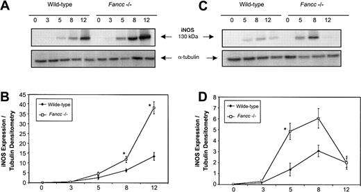 Fig. 5. Elevated iNOS expression in. / Fancc−/− macrophages stimulated with IFNγ and LPS. Peritoneal or bone marrow–derived macrophages were stimulated for 0 to 12 hours with IFNγ (10 ng/mL) with or without LPS (100 ng/mL), and whole cell lysates were assayed for iNOS expression by immunoblotting. (A) Representative filter showing iNOS protein expression in Fancc−/−and control peritoneal macrophages following IFNγ plus LPS stimulation (top panel), with α-tubulin (bottom panel) as the loading control. (B) Densitometric representation of 5 independent experiments showing a significant difference in iNOS expression betweenFancc−/− (■) and wild-type (♦) peritoneal macrophages at 8 and 12 hours after stimulation (P = .02, .04, respectively). (C) Representative filter showing iNOS expression in BMDMs following IFNγ stimulation (top panel), with α-tubulin (bottom panel) as the loading control. (D) Densitometric representation of 4 independent experiments showing a significant increase in iNOS expression within Fancc−/− BMDMs at 5 hours after stimulation, with expression of iNOS reaching a maximum at 8 hours. *P < .05.