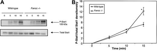Fig. 7. Stat1 phosphorylation is augmented in IFNγ-stimulated. / Fancc−/− macrophages.Peritoneal macrophages from control andFancc−/− mice were stimulated with IFNγ and their cell lysates subjected to Stat1 immunoblotting analysis. (A) Representative filter showing phospho-Stat1 (top panel) and total Stat1 protein (bottom panel). (B) Densitometry analyses of 4 independent experiments demonstrated a significant increase in the phospho-Stat1 signal within Fancc−/− macrophages at 15 minutes after stimulation with IFNγ. *P < .05.