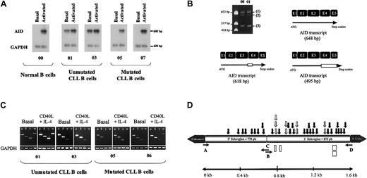 Fig. 1. Expression of AID RNA transcripts in CLL and their relation in CSR and SHM process. / (A) Semiquantitative AID expression. The expression of AID transcripts was monitored by semiquantitative RT-PCR using AID and GAPDH-specific primers in the same RT-PCR tube reaction. Representative amplification for healthy B cells (00) and either unmutated (01 and 03) or mutated (05 and 07) B-CLLs are shown. Amounts of AID transcripts were determined by normalization with internal GAPDH expression. Relative units corresponding to AID and GAPDH transcript amplification levels were quantified by Quant software (Molecular Dynamics). (B) Presence of different AID RNA transcripts. Normal cDNA (00) and CLL cDNA (01) were amplified and migrated. Three different RNA forms of the AID gene were found (1, 2, 3). The figure depicts a schematic sequence of AID mRNA previously reported by Schroeder et al,4 corresponding to 198 amino acids. The other 2 variants are spliced forms, one consisting of 618 base pair (bp) with an open-reading frame containing a deletion of 10 amino acids and the other consisting of 495 bp containing a complete deletion of exons 4 and 5 (51 amino acids). Deletions are depicted as unfilled rectangles. (C) Clonal isotype switch transcripts. mRNA transcript amplifications with tumor-relatedVH primers in 5′ and Cμ, Cδ, Cγ, and Cα in 3′ from patients 1 and 3 with unmutated and patients 5 and 7 with mutated disease. Patient 1 expresses μ, δ, γ, and α transcripts, and patient 3 expresses μ, δ, and γ tumorally related transcripts, whereas patients 5 and 7 only express μ and δ transcripts related to the tumoral clone. The smearlike amplification observed for patient 7 corresponds to a polyclonal amplification of different γ transcripts as confirmed by sequence. After stimulation patient 5 expressed a tumorally related γ transcript, and patient 7 acquired tumorally related γ and α transcripts. (D) Distributions of mutations in the Iμ/Sμ region. A 1625-bp genomic fragment between the enhancer and the Sμ switch core was amplified with primers A and D for 4 healthy controls and 7 patients with CLL (Table1). Closed and open arrows indicate point mutations (30 in the 3′ subregion, 9 in the 5′ subregion). In addition, 4 deletions in the 3′ subregion, depicted as rectangles, were observed. Open arrows illustrate where repeated mutations took place. Primers B (5′-TGC CTG TCT CTT ACC ATG TCG GG-3′) and C (5′-GAC ATG GTA AGA GAC AGG CAG CCG-3′) were used as internal primers for sequencing reaction. Given that in all cases 3 independent sequences obtained from different PCRs with a high-fidelity Taq DNA polymerase (10−6 expected rate mutation) were carried out, Taq infidelity should play a minor, if any, role in the appearance of mutations.