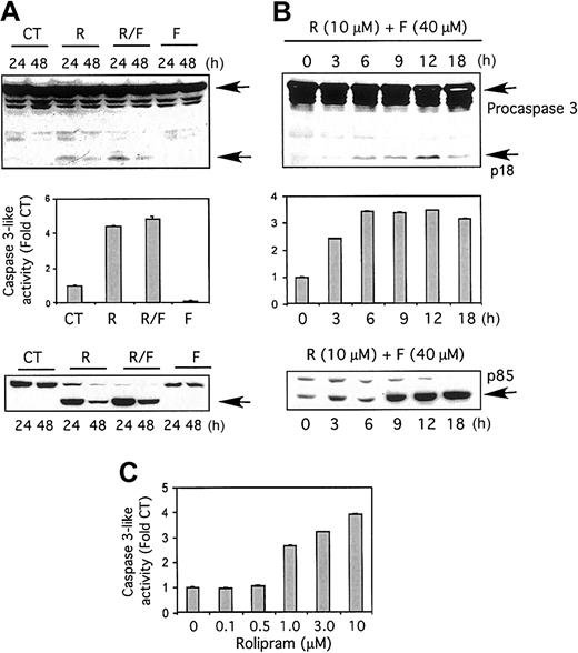 Fig. 1. Effects of rolipram and forskolin on CLL cells. / The PDE4 inhibitor rolipram, but not the adenylate cyclase activator forskolin, augments caspase-3–like activity and induces caspase-3 and PARP cleavage in CLL cells. (A) CLL cells were cultured for 24 or 48 hours, as indicated (24 hours for middle panel), with media (control; CT), 10 μM rolipram (R), 40 μM forskolin (F), or both (R/F). (Top) Whole-cell lysates were immunoblotted with a caspase-3–specific antibody. Full-length procaspase-3 and the caspase-3 cleavage product p18 are indicated by arrows. Similar cleavage of caspase-3 was detected in rolipram/forskolin-treated leukemic cells from 7 of 8 CLL patients. (Middle) Cells were assessed for caspase-3–like activity with the substrate Ac-DEVD-pNA by means of a colorimetric assay. The standard error of the mean (SEM) of triplicate samples is shown. Similar activation of caspase-3–like activity was detected in 7 of 8 CLL patients. (Bottom) Whole-cell lysates were immunoblotted with a PARP-specific antibody. The 85-kDa cleavage product is indicated by an arrow. Similar rolipram/forskolin-induced PARP cleavage was observed in 7 of 8 CLL patients. (B) CLL cells were cultured for the indicated time period in 10 μM rolipram and 40 μM forskolin. The “0” time point refers to culture for 18 hours in media with vehicle control alone. (Top) Whole-cell lysates were immunoblotted for caspase-3. (Middle) Cells were assayed for caspase-3–like activity. The SEM of triplicate samples is shown. (Bottom) Whole-cell lysates were immunoblotted with a PARP-specific antibody. (C) CLL cells were treated with media alone (0) or 40 μM forskolin in combination with the indicated concentration of rolipram, followed by an assay for caspase-3–like activity.