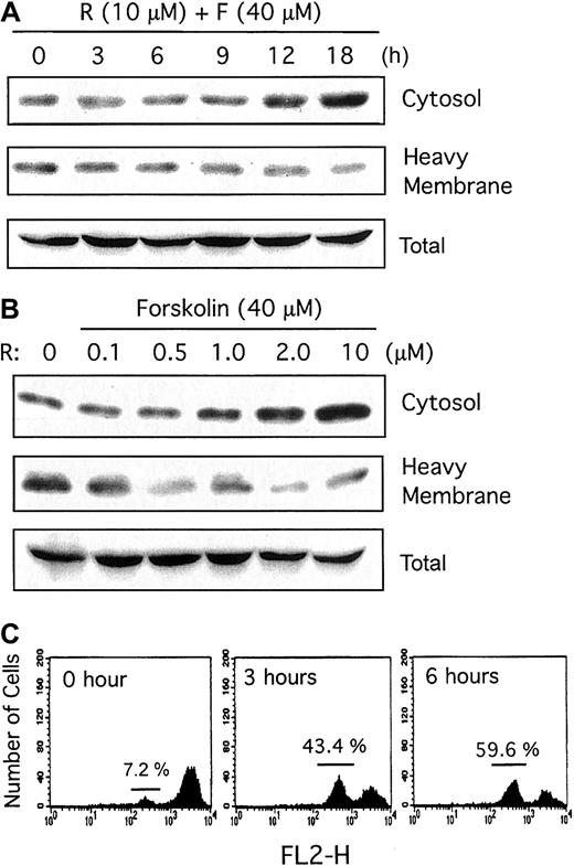 Fig. 3. Effect of rolipram/forskolin on mitochondrial depolarization and accumulation of cytosolic cytochrome c in CLL cells. / Rolipram/forskolin treatment of CLL cells induces mitochondrial depolarization and accumulation of cytosolic cytochrome c. (A) CLL cells were treated for the indicated number of hours with 10 μM rolipram and 40 μM forskolin. Whole-cell lysates were then separated into cytosolic (cytosol) and membrane-rich (heavy-membrane) fractions, followed by immunoblotting for cytochrome c. Total cytochrome c, shown at the bottom, represents a sample in which equivalent portions of cytosolic and membrane fractions were combined. Similar rolipram/forskolin-induced augmentation of cytosolic cytochrome c was seen in leukemic cells from 7 of 8 CLL patients. (B) CLL cells were treated for 18 hours with either media alone (0) or forskolin (40 μM) combined with the indicated concentration of rolipram. Whole-cell lysates were subfractionated and immunoblotted as for panel A. (C) CLL cells were treated for the indicated period of time with 10 μM rolipram and 40 μM forskolin. The “0” time point refers to culture for 18 hours in media with vehicle control alone. Mitochondrial membrane potential was then assessed by means of a DiOC6(3) flow cytometry assay where reduced immunofluorescence reflects mitochondrial depolarization.