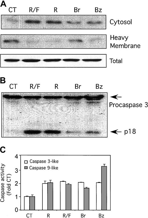Fig. 4. Effect of cell-permeable cAMP analogs in CLL cells. / Cell-permeable cAMP analogs mimic the ability of PDE4 inhibitors to induce accumulation of cytosolic cytochrome c and activation of caspases 3 and 9 in CLL cells. (A) CLL cells were cultured for 18 hours with media alone (CT), 10 μM rolipram (R), 40 μM forskolin (F), both (R/F), or the cell-permeable cAMP analogs 8-bromo-adenosine 3′,5′-cyclic monophosphate (Br), and N6-benzoyl-adenosine 3′,5′-cyclic monophosphate (Bz). Whole-cell lysates were separated into cytosolic and heavy-membrane fractions and immunoblotted for cytochrome c. Total cytochrome c, shown at the bottom, represents a sample in which equivalent portions of cytosolic and membrane fractions were combined. (B) CLL cells cultured as in panel A were immunoblotted for caspase-3. The caspase-3 cleavage product p18 is indicated with an arrow. (C) CLL cells cultured as in panel A were assayed for caspase-3–like (■) and caspase-9–like (░) enzymatic activity by means of a colorimetric assay with the substrates Ac-DEVD-pNA and Ac-LEHD-pNA, respectively. The SEM of triplicate samples is shown. Similar results were obtained in leukemic cells from 2 CLL patients for each of the assays shown.
