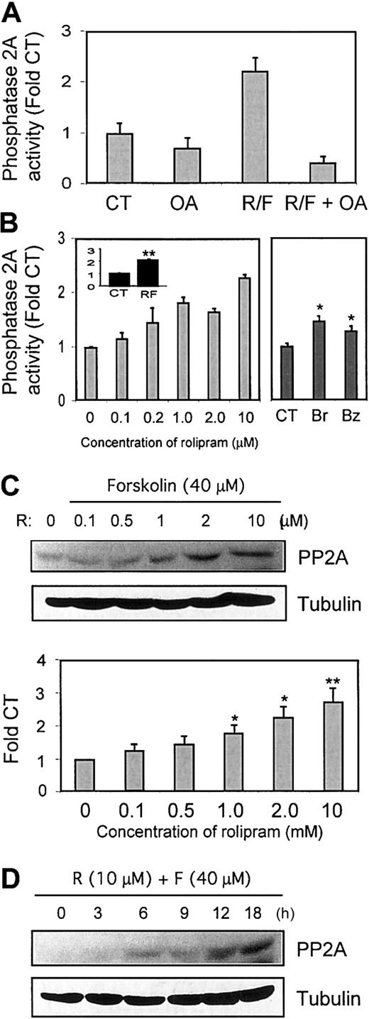 Fig. 6. Effect of rolipram/forskolin on PP2AC- and PP2AC- associated phosphatase activity in CLL cells. / Rolipram/forskolin treatment of CLL cells induces augmented levels of PP2AC- and PP2AC-associated phosphatase activity. (A) CLL cells were cultured for 18 hours in media (CT), 5 nM okadaic acid (OA), 10 μM rolipram, and 40 μM forskolin (R/F), or the combination of okadaic acid, rolipram, and forskolin (R/F + OA). PP2AC was immunoprecipitated from whole-cell lysates, then assayed for phosphatase activity by means of the substrate KRpTIRR and a colorimetric phosphatase assay. The SEM of triplicate samples is shown. Similar results were obtained in 2 CLL patients. (B) (Left) CLL cells from a representative patient were cultured for 18 hours in media (0) or 40 μM forskolin combined with the indicated concentration of rolipram, followed by immunoprecipitation of PP2AC and phosphatase assay as for panel A. The inset shows the mean ± SEM increase in PP2A activity relative to control (CT) in leukemic cells from 5 CLL patients treated for 18 hours with 10 μM rolipram and 40 μM forskolin (RF). ** = P < .01. (Right) CLL cells from a representative patient were cultured for 18 hours in media (CT) or 200 μM 8-Br-cAMP (Br) or 200 μM 6-Bnz-cAMP (Bz) as indicated, followed by immunoprecipitation of PP2AC and phosphatase assay as for panel A. (C) CLL cells from a representative patient cultured as for panel B were immunoblotted for PP2AC. The graph in panel C represents the mean ± SEM of densitometric analyses of immunoblots from 3 patients. * = P < .05. ** = P < .01. (D) CLL cells were cultured in media (0) or 10 μM rolipram and 40 μM forskolin for the indicated number of hours, followed by immunoblotting for PP2AC. The “0” time point refers to culture for 18 hours in media with vehicle control alone. Similar results were obtained in 2 CLL patients. For panels C-D, loading and transfer were assessed by subsequent immunoblotting for tubulin, as shown.