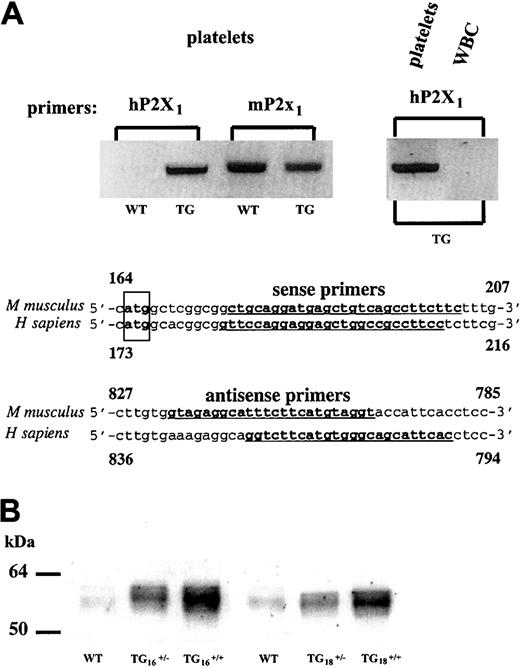 Fig. 1. hP2X1 overexpression in transgenic mouse platelets. / (A) RT-PCR performed on total RNA extracted from platelets or total leukocytes (WBCs) of wild-type (WT) or transgenic (TG) mice. Identical results were found for 2 independent transgenic founder lines. Partial sequences of the human and mouse P2X1 cDNAs are shown. Primers used to specifically amplify the hP2X1 and mP2X1 cDNAs are underlined and in boldface type. The translation initiation codon is boxed. (B) Western blotting detection of the hP2X1 protein in TG platelet whole-cell lysate with a polyclonal anti-hP2X1 antibody.12 The hP2X1 expression levels in identical numbers of platelets from heterozygous or homozygous transgenic mice originating from 2 independent transgenic founder lines (TG16 and TG18) are shown in parallel with those of the endogenous mP2X1 detected in WT mouse platelets.