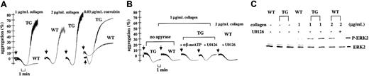 Fig. 3. Increased GPVI-mediated collagen-induced platelet aggregation and ERK2 activation with transgenic platelets. / (A) Light transmission (%) recordings in apyrase (1 U/mL)–treated washed WT or TG mouse platelets stimulated with collagen (1-2 μg/mL) or convulxin (0.03 μg/mL). (B) Platelet aggregations were induced with collagen (1 μg/mL) in the absence of apyrase (2 curves on the left). The other curves represent collagen-induced platelet aggregations performed in the presence of apyrase after 1-minute preincubation with αβ-meATP (1 μM) or with the MEK1/2 inhibitor U0126 (1 μM), as indicated. Arrows depict the time of collagen application. (C) Western blot analyses of ERK2 phosphorylation (P-ERK2) evoked by collagen in WT or TG apyrase-treated platelets. For TG, data from 2 independent platelet pools are shown. Samples were analyzed 3 minutes after collagen addition. Blockade of collagen-induced ERK2 phosphorylation with U0126 (1 μM) is shown for WT platelets in parallel with its effect on WT platelet aggregation (panel B). Data are representative of at least 3 independent experiments performed in duplicate on platelets from WT and TG mice.