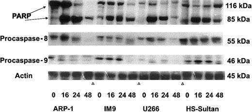 Fig. 8. Western immunoblot analysis of ATO-induced PARP, caspase-3, -8, and -9 activation in wt and mutated p53-expressing myeloma cells. / ARP-1, IM9, U266, and HS-Sultan cells were cultured for 0, 16, 24, and 48 hours with or without 7.5 μM ATO. Extraction of cellular protein, SDS-PAGE, immunoblotting, and detection of specific protein bands were performed as described in “Materials and methods.” Representative results from at least 3 different experiments are shown. For loading controls, membranes were striped and reprobed for β-actin. For additional experimental details, see “Materials and methods.”
