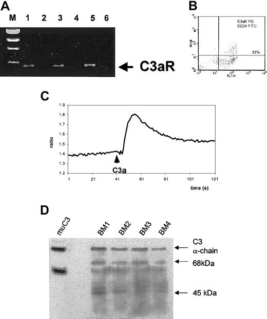 Fig. 2. Expression of C3aR by human CD34+ cells and C3 in bone marrow extracts. / (A) RT-PCR analysis of C3aR expression in normal human BM- (lane 1), PB- (lane 3), and CB-derived (lane 5) CD34+ cells. Lanes 2, 4, and 6 show negative control (H2O instead of mRNA) RT-PCR reactions. (B) FACS analysis of C3aR expression on human CD34+ cells sorted by magnetic beads. Data presented are from a representative experiment, which was repeated 3 times with similar results. We found that 34 ± 11% of CD34+ cells express C3aR. (C) Calcium flux studies of Fura-2–loaded normal mobilized PB CD34+ cells. C3a (1 μg/mL) was added at the indicated time points, and calcium flux was evaluated by spectrophotofluorimetry. Data are from a representative experiment, which was repeated 3 times with similar results. (D) Western blot analysis of expression of C3 and its cleaveage products in bone marrow extracts from 4 different mice. The α- and β-chains of murine C3 are shown in lane 1 (muC3). BM1 to BM4 analysis of C3 and its cleavage products (68-kDa and 45-kDa fragments of α-chain) in murine bone marrow extracts. The presence of a 68-kDa fragment suggests generation of C3a.