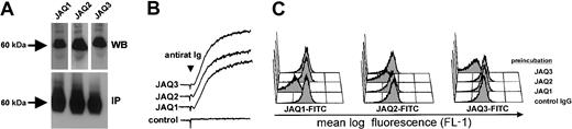 Fig. 1. JAQ1, JAQ2, and JAQ3 bind to different epitopes on mouse GPVI. / (A) Whole platelet proteins were separated by SDS-PAGE under nonreducing conditions and immunoblotted with the indicated antibodies. Bound mAb was detected by HRP-labeled rabbit antirat Ig and ECL (upper, WB). Surface biotinylated platelets were lysed and immunoprecipitation was performed with the indicated antibodies. Precipitated proteins were detected with streptavidin-HRP and ECL (lower, IP). (B) Heparinized prp was incubated with JAQ1, JAQ2, JAQ3, or irrelevant IgG2a (all 20 μg/mL) followed by addition of polyclonal rabbit antirat immunoglobulin antibody (10 μg/mL) and light transmission was recorded on a Fibrintimer 4 channel aggregometer. (C) Platelets were preincubated with the indicated antibodies (20 μg/mL, 30 minutes) and washed; binding of FITC-labeled JAQ1, JAQ2, or JAQ3 was detected by flow cytometry.