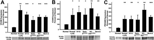 Fig. 2. Western blots confirm up-regulated adhesion molecule expression in the lungs of transgenic sickle mice and LPS-treated normal mice (18 hours after LPS injection) compared with normal lung controls. / Lung homogenates were prepared from 3 mice in each group. Homogenate proteins, representing 1 μg lung DNA per lane, were separated by SDS-PAGE, transferred electrophoretically to PVDF membranes, and immunoblotted with either goat anti-VCAM, anti-ICAM, or anti-PECAM IgG. Sites of primary antibody binding were visualized with alkaline phosphatase-conjugated donkey antigoat IgG. The final detection of immunoreactive bands was performed using a chemofluorescent detection substrate. Protein bands corresponding to each adhesion molecule were quantified by fluorescence densitometry. The figure shows the adhesion molecule bands from one representative lung from each model and a summary bar graph. The bar graph plots the mean ± SD adhesion molecule expression for each mouse model as a percentage of normal control mice (n = 3). *P ≤ .05; **P ≤ .01; and ***P ≤ .001.