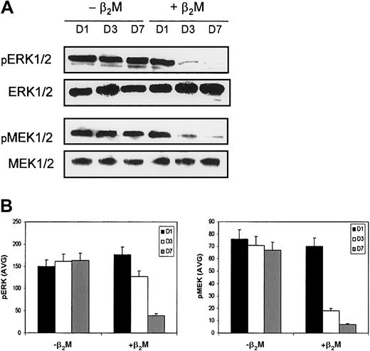 Fig. 7. Expression of MAPKs by MoDCs. / Culture in medium with (+β2M) or without (−β2M) the addition of 20 μg/mL recombinant β2M. (A) Western blots were made with cell lysates collected on day 1 (D1), day 3 (D3), and day 7 (D7) of the culture. MAPKs ERK1/2 and MEK1/2 were immunoblotted with specific antibodies. Phosphorylated (pERK1/2 and pMEK1/2) and nonphosphorylated (ERK1/2 and MEK1/2) MAPKs were detected. The latter could also serve as control for protein loading. Representative blots are shown. (B) Densitometric data (AVG) of pERK1/2 and pMEK1/2 represent the mean ± SEM of 3 independent experiments.