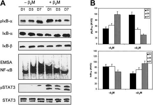 Fig. 8. Expression of IκB and NF-κB and STAT3 by MoDCs cultured in medium with (+β2M) or without (−β2M) the addition of 20 μg/mL recombinant β2M. / (A) Western blots were made with cell lysates collected on day 1 (D1), day 3 (D3), and day 7 (D7) of culture. IκB-α and IκB-β, phosphorylated IκB-α (pIκB-α), STAT3, and phosphorylated STAT3 (pSTAT3) were immunoblotted with specific antibodies. NF-κB activity was analyzed by EMSA. Representative blots are shown. (B) Densitometric data (AVG) of pIκB-α and IκB-α represent the mean ± SEM of 3 independent experiments.