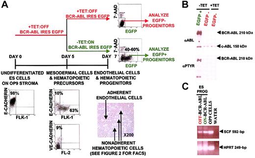 Fig. 1. Strategy to study the initial effects of BCR-ABL expression during hematopoietic progenitor development. / (A) BCR-ABL expression was turned on at day 5 of ES cell in vitro differentiation when the majority of the cells were mesodermal cells and hematopoietic precursors as defined by FLK-1 and VE-cadherin expression. Effects were analyzed on day 7 ES in vitro–differentiated hematopoietic progenitors by harvesting nonadherent hematopoietic progenitors with gentle pipetting and not harvesting adherent endothelial cells. In this system, removal of TET on day 5 of differentiation induced BCR-ABL IRES EGFP expression in 40% to 60% of day 7 ES-derived hematopoietic progenitors as measured by flow cytometry. BCR-ABL effects were analyzed in EGFP+ cells and EGFP− cells both in BCR-ABL–induced and uninduced cultures, used as controls. (B) Exclusive BCR-ABL activation in EGFP-expressing ES-derived day 7 hematopoietic progenitor cultures without TET. EGFP+ and EGFP−ES-derived hematopoietic progenitors from BCR-ABL–induced cultures without TET were sorted to more than 95% purity using the FACSVantage along with EGFP− cells from a control BCR-ABL uninduced culture with TET. Purified cell extracts were prepared and immunoblotted with anti-ABL and antiphosphotyrosine antibodies to determine BCR-ABL expression and activity, respectively. (C) SCF is expressed in OP9 cells and ES-derived hematopoietic progenitors. RNA was extracted from OP9 cells and day 7 ES-derived hematopoietic progenitors expressing BCR-ABL and control day 7 ES-derived hematopoietic progenitors. cDNA was generated from these samples and PCR using SCF and HPRT-specific primers were conducted. SCF primers would generate a 592-bp cDNA fragment and an about 1500-bp genomic band; HPRT primers would generate a 249-bp cDNA fragment and an approximately 1100-bp genomic band.