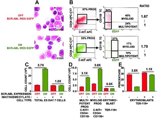 Fig. 2. BCR-ABL expression at the onset of hematopoiesis expands multipotent and myeloid progenitors with suppression of differentiation toward erythroblasts. / (A) Morphology of day 7 ES-differentiated hematopoietic progenitors appeared unaltered on BCR-ABL induction. Cytospin preparations were stained with May-Grünwald/Giemsa-Wright. Slides were photographed at ×1000. (B) BCR-ABL expression does not skew hematopoietic differentiation toward multipotent and myeloid progenitors. The absolute percentages of multipotent and myeloid progenitors on day 7 of ES in vitro differentiation in the presence and absence of BCR-ABL induction were determined by flow cytometry using EGFP as a surrogate marker for BCR-ABL expression. Multipotent progenitors were defined by coexpression of cell surface markers C-KIT and CD34 and lack of CD11b expression or lack of lineage panel TER-119, B220, CD4, CD8, CD11b, Gr-1 expression. Myeloid progenitors were defined with cell surface markers C-KIT, CD34, and CD11b. The ratio of multipotent to myeloid progenitors was calculated from the absolute percentages in the presence and absence of BCR-ABL induction. (C) BCR-ABL tyrosine kinase activity is required to expand ES-derived hematopoietic progenitors. The effect of the BCR-ABL tyrosine kinase inhibitor imatinib mesylate on progenitor expansion was analyzed by counting the total number of ES day 7 cells after imatinib mesylate addition on ES day 5 differentiation, in the presence and absence of BCR-ABL induction. BCR-ABL–induced cultures led to BCR-ABL expression in 54% of the cells by EGFP levels, and cell counts were normalized to 100% BCR-ABL expression. Imatinib mesylate was added at both 1 μM and 10 μM concentrations with similar results. Results represent the mean ± SEM of an experiment conducted in triplicate. Similar results were obtained in 3 independent experiments. Statistical analysis (paired t test) of BCR-ABL OFF versus BCR-ABL ON total cell population, multipotent progenitors, and myeloid progenitors was P < .01. Statistical analysis (paired ttest) of BCR-ABL OFF versus BCR-ABL ON and BCR-ABL ON plus imatinib mesylate versus BCR-ABL ON ES day 7 cultures wereP < .01. (D) Selective expansion of multipotent and myeloid progenitors but not erythroblasts on BCR-ABL induction. Total cell counts of day 7 ES-derived hematopoietic progenitors combined with percentages of multipotent progenitors (panel B), myeloid progenitors (panel B), and erythroblasts (defined by expression of TER-119) were used to obtain cell numbers of specific populations. BCR-ABL–induced cultures led to BCR-ABL expression in 54% of the cells by EGFP levels and cell counts were normalized to 100% BCR-ABL expression. Results represent the mean ± SEM of an experiment conducted in triplicate. Similar results were obtained in 3 independent experiments. Statistical analysis (paired t test) of BCR-ABL OFF versus BCR-ABL ON multipotent and myeloid progenitors wasP < .01. Statistical analysis (paired t test) of BCR-ABL OFF versus BCR-ABL ON erythroblasts wasP = .18, thereby representing an insignificant difference. (E) The tyrosine kinase activity of BCR-ABL is required to suppress hematopoietic differentiation toward erythroblasts. The effect of the BCR-ABL tyrosine kinase inhibitor imatinib mesylate on erythroblast differentiation was analyzed by examining the percentage of TER-119+ erythroblasts generated after addition of imatinib mesylate on ES day 5 differentiation, in the presence and absence of BCR-ABL induction. BCR-ABL–induced cultures led to its expression in 67% of the cells by EGFP levels and TER-119 percentages were normalized to 100% BCR-ABL expression. Imatinib mesylate was added at both 1 μM and 10 μM concentrations with similar results. Representative result of an experiment conducted in triplicate wells. Similar results were obtained in another 2 independent experiments. Statistical analysis (paired t test) of BCR-ABL OFF versus BCR-ABL ON TER-119+ erythroblasts was P < .01. X indicates fold.