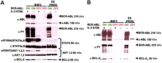 Fig. 5. BCR-ABL antiapoptotic signaling is dramatically different in ES-derived hematopoietic progenitors compared with BaF3 cells. / (A) Major antiapoptotic signaling molecules regulated by BCR-ABL expression in the pro-B BaF3 cell line are not in ES-derived hematopoietic progenitors. ES-derived hematopoietic progenitor and BaF3 cell lysates expressing BCR-ABL and control samples were prepared and equivalent protein amounts were immunoblotted with site-specific phospho-antibodies and total protein antibodies for STAT5 and AKT. IL-3–stimulated BaF3 cell lysates were included as positive controls for STAT5 and AKT activation. The levels of BCL-2 and BCR-ABL were measured with their respective antibodies, and for BCR-ABL activity a total phosphotyrosine antibody was used. Each molecular pathway was examined twice from 2 independent experiments with identical results. (B) BCL-XL is up-regulated on BCR-ABL induction in both ES-derived hematopoietic progenitors and BaF3 cells. Conditions are identical to panel A, with a BCL-XL antibody. This molecular pathway was analyzed 3 times from 3 separate experiment samples with identical results.