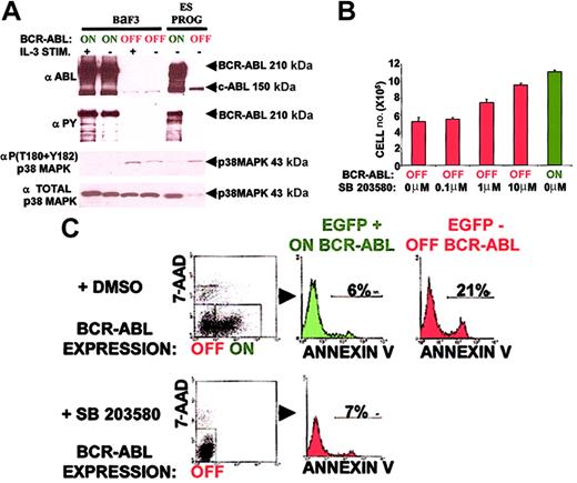 Fig. 6. p38 MAPK inhibition can account for most of the overall antiapoptotic effect mediated by BCR-ABL expression in hematopoietic progenitors. / (A) BCR-ABL expression suppresses p38 MAPK activity in both ES-derived hematopoietic progenitors and BaF3 cells. Conditions are identical to Figure 5 with an activation site–specific p38 MAPK phospho-antibody and total p38 MAPK antibody. This molecular pathway was analyzed 3 times from 3 independent experiments with similar results. (B) The p38 MAPK small molecule inhibitor SB 203580 expands ES-derived hematopoietic progenitors in a dose-dependent manner. Doses of 0.1, 1.0, and 10 μM of SB 203580 or control DMSO were added daily from day 5 to day 7 of ES in vitro differentiation cultures. ES-differentiated day 7 total cell numbers on SB 203580 addition were compared to those in the presence and absence of BCR-ABL induction. Results represent the mean ± SEM of an experiment conducted in triplicate. Similar results were obtained in another independent experiment done in triplicate cultures. Statistical analysis (paired t test) of BCR-ABL OFF versus BCR-ABL ON total cell population wasP < .01. Statistical analysis (paired t test) of BCR-ABL OFF plus 10 μM SB 203580 versus BCR-ABL OFF total cell population was P < .01. (C) The p38 MAPK small molecule inhibitor SB 203580 suppresses apoptosis in ES-derived hematopoietic progenitors similar to BCR-ABL expression. SB 203580 (10 μM) or control DMSO (10 μM) was added daily from day 5 to day 7 of ES in vitro differentiation cultures. The level of apoptosis as measured by annexin V levels (refer to Figure 3) on SB 203580 addition was compared to that in the presence and absence of BCR-ABL induction. A representative result of an experiment done in triplicate cultures is shown. Similar results were obtained in 2 independent experiments done in triplicate cultures.