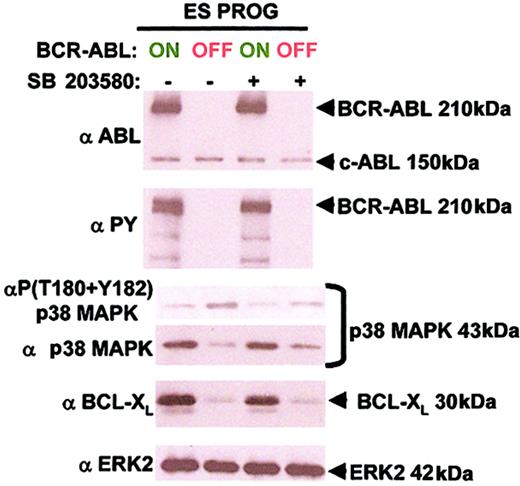Fig. 7. BCR-ABL suppresses p38 MAPK activity and up-regulates BCL-XL independent of each other. / Conditions are identical to Figure 6, panels A and C, with an additional total ERK2 antibody. These molecular pathways were analyzed from 2 independent experiments with similar results.