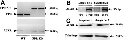 Fig. 6. Detection of ALXR message and protein in neutrophils taken from FPR KO mice. / (A) PCR analysis of murine genomic DNA showing the presence of the FPR (top panel) and ALXR (bottom panel) genes in wild-type animals, with only the ALXR gene retained in FPR KO animals. The band at about 2 kb represents the FPR gene disrupted with a 1-kb neomycin cassette (FPR/Neo). bp indicates base pair. (B) RT-PCR analysis of 2 distinct samples of peritoneal neutrophils taken from FPR KO mice. Arrowhead indicates the correct PCR product for mouse ALXR (1056 bp). As expected, no bands were produced for mouse FPR. (C) Western blotting analysis of mouse peritoneal cells showing mouse ALXR (70 kDa) or α-tubulin (55 kDa) protein expression in 2 distinct cell lysates.