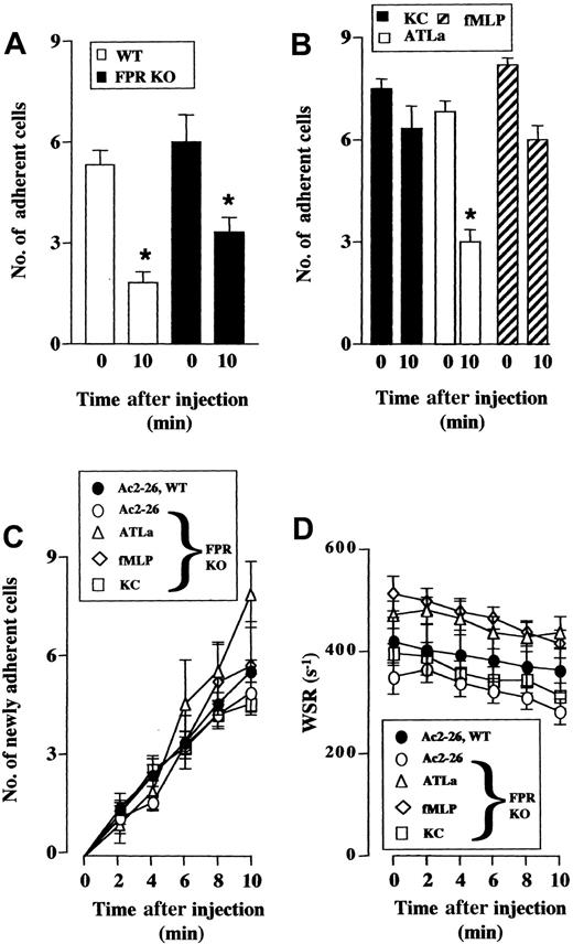 Fig. 7. Peptide Ac2-26 and ATLa cause detachment of adherent leukocytes. / Mouse mesenteries were subject to 30 and 45 minutes of I/R procedure. At time 0, with the postcapillary venule exposed, peptide Ac2-26, ATLa, or KC was given intravenously in a 100 μL volume. The fate of the adherent leukocytes was monitored for an additional 10 minutes. (A) Effect of peptide Ac2-26 (100 μg) injected into WT (■) or FPR KO (▪) mice on the number of cells adherent at time 0 and remained adherent 10 minutes after treatment. (B) Effect of ATLa (10 μg, ■), fMLP (10 μg, ▨), and KC (1 μg, ▪) injected into FPR KO mice on the fate of cells adherent at time 0, as measured 10 minutes later. (C) Effect of Ac2-26 (100 μg), ATLa (10 μg), fMLP (10 μg), or KC (1 μg) on the number of newly recruited adherent cells within the postcapillary venule endothelium under observation. (D) Wall shear rate (WSR) values of the vessels analyzed in panels A-C. Data are mean ± SEM of n = 6 mice (peptide Ac2-26 in WT or FPR KO; ATLa and fMLP in FPR KO) or n = 3 mice (KC in FPR KO) per group. *P < versus baseline (time 0) values.