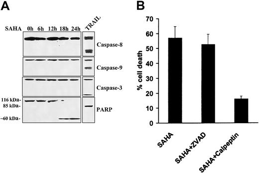 Fig. 4. Lack of involvement of caspases in SAHA-induced apoptosis. / (A) Immunoblotting for caspases-8, -9, and -3 in MM.1S cells treated with SAHA (5 μM) failed to detect caspase cleavage within the first 24 hours of treatment, arguing against the role of caspases in SAHA-induced apoptosis. Treatment with TRAIL/Apo2L (300 ng/mL for 5 hours) served as a positive control, as previously described.29 SAHA induced cleavage of PARP into an atypical approximate 60-kDa fragment, reminiscent of apoptosis mediated by the protease calpain,33 whereas TRAIL/Apo2L resulted in “classic” cleavage of PARP to an approximate 85-kDa fragment. (B) Quantification of SAHA-induced cell death (average ± SD as indicated by error bars), in the absence or presence of caspase and calpain inhibitors, using the LDH release assay. The pan-caspase inhibitor ZVAD-FMK had no protective effect on SAHA-induced cell death, confirming the lack of involvement of caspases in this model. In contrast, the calpain inhibitor calpeptin attenuated SAHA-induced cell death, further supporting the role of the protease calpain in SAHA-induced apoptotic signaling.