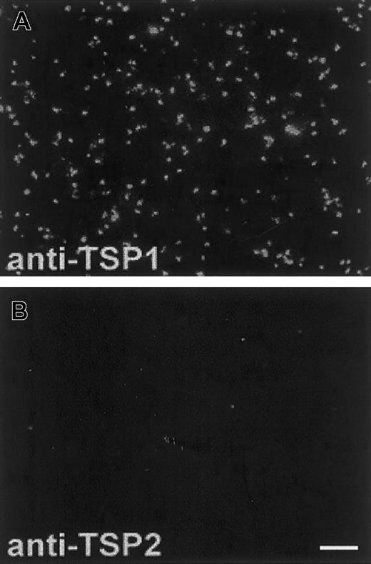 Fig. 4. TSP2 is lacking from platelets. / Thrombin-treated PRP from wild-type mice was immobilized on glass slides and analyzed with specific anti-TSP1 and anti-TSP2 antibodies. The presence of TSP1 (A) and the absence of TSP2 (B) from platelets are shown. Both antibodies were visualized with an FITC-conjugated antirabbit IgG. The fluorescence observed in (B) is not higher than background levels. Bar represents 10 μm (A-B).