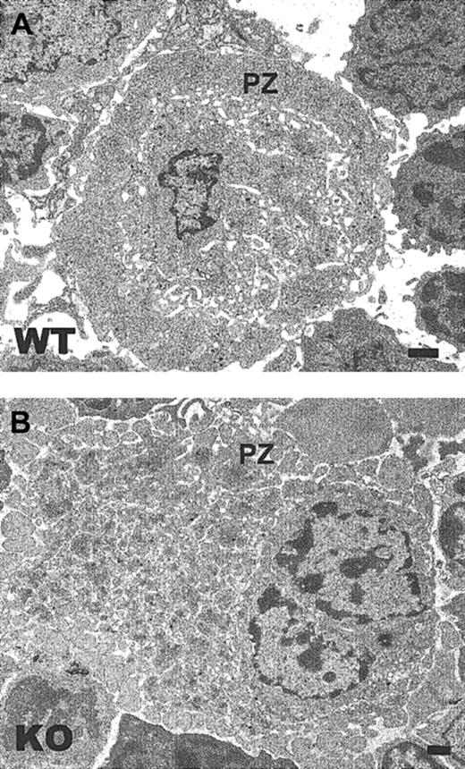 Fig. 8. TSP2-null MKs display a fragmented peripheral zone. / Representative TEM images of (A) wild-type and (B) TSP2-null bone marrow (KO). A MK with extensive fragmentation of the peripheral zone (PZ) is seen in panel B. Bar represents 0.5 μm.
