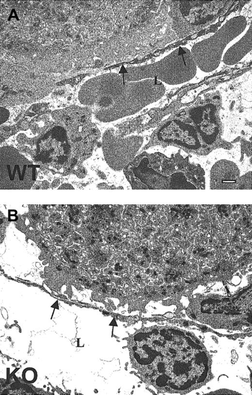 Fig. 9. Compromised MK-vascular sinus interactions in TSP2-null marrow. / Representative TEM images of (A) wild-type and (B) TSP2-null (KO) marrow demonstrate the association between MKs and the sinusoidal endothelium. A TSP2-null MK displaying a lack of close continuous association with the subendothelium is shown in panel B. Sinusoidal lumen (L) and endothelium (arrows) are marked. Bar represents 0.5 μm.