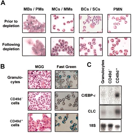 Figure 2. Cytospin and Northern blot analysis of the neutrophil cell populations before and after MACS purification. (A) Cytospin preparations of cells from the 3 Percoll-separated bone marrow populations (MBs/PMs, MCs/MMs, and BCs/SCs) and peripheral blood granulocytes (PMNs) before and after MACS depletion of nonneutrophil cells. Cells were stained with May-Grünwald-Giemsa. (B) Cytospins of granulocytic populations from peripheral blood stained with May-Grünwald-Giemsa (MGG) and Fast Green/Nuclear Red. (Top) Total granulocytes isolated from peripheral blood by means of Lymphoprep. Neutrophils are dominant, but eosinophils are visible (characterized by their bilobed nucleus, intense red granules in MGG staining, and green granules in Fast Green staining,84 respectively). (Middle) Total granulocytes depleted for CD49d-expressing cells. (Bottom) The CD49d+ fraction from total granulocytes highly enriched in eosinophils. (C) Northern blot of RNA from the 3 granulocytic populations. The blot was hybridized to C/EBP-ϵ, CLC, and 18S.