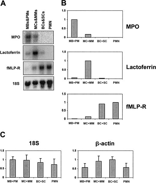 Figure 3. Northern blot analysis of the 4 neutrophil cell populations after MACS purification. (A) Northern blot of total RNA from the 4 MACS-depleted cell populations. The blot was hybridized with probes against the granule proteins MPO, lactoferrin, and fMLP-R, which are expressed specifically in MBs/PMs, MCs/MMs, and BCs/SCs and PMNs, respectively. (B) Schematic representation of the hybridization intensities from panel A. For each probe, the cell population showing maximal expression is given the value 1; the expression levels in the other cell populations are shown relative to this. All expression levels are normalized to the 18S level. (C) Relative hybridization intensities of 18S and β-actin in the 4 cell populations. Data are based on 12 (18S) or 17 (β-actin) filters blotted with 5 μg RNA from each cell population. For each hybridization, the cell population with the strongest signal was given the value 1, and the other signal intensities were related to this.