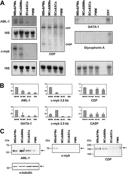 Figure 4. Northern and Western blot of AML-1, c-myb, CDP, CASP, GATA-1, and glycophorin-A. (A) Northern blot of total RNA from mature neutrophils and the 3 MACS-depleted populations of neutrophil precursors. The blot was hybridized with probes against AML-1, c-myb, CDP, GATA-1, and glycophorin-A. CASP is a splice variant of CDP. RNA from erythrocytes (ERY) was included as a positive control for glycophorin-A and GATA-1. (B) Schematic representation of the hybridization intensities from panel A. For each probe, the cell population showing maximal expression is given the value 1; the expression levels in the other cell populations are shown relative to this. All expression levels are mean values of 18S-normalized transcript levels from 3 different subjects. Standard deviations (SDs) are shown as error bars. (C) Western blot of AML-1, c-myb, and CDP. Equal loading was assessed by probing with an antibody against α-tubulin. The arrows indicate the bands of the target proteins.