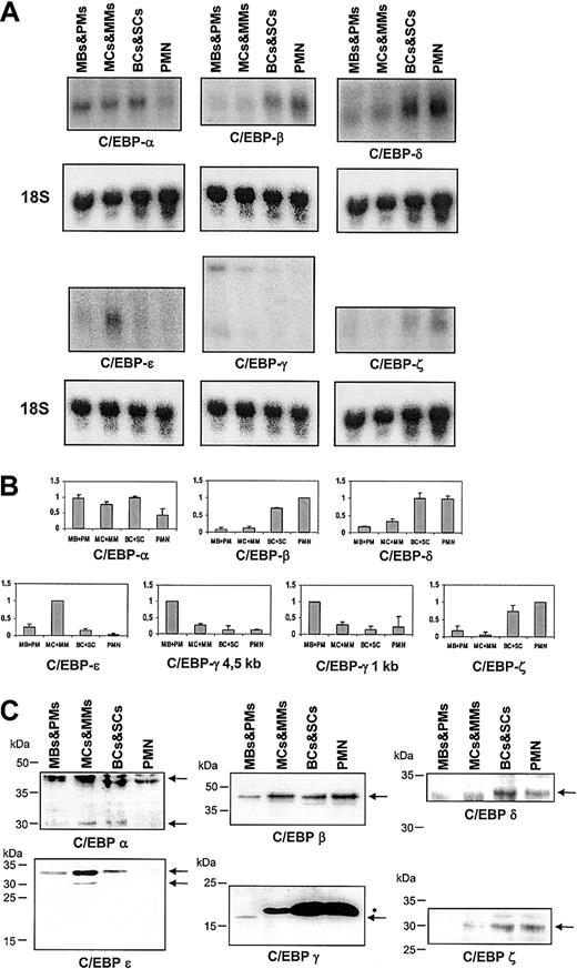 Figure 5. Northern and Western blot of C/EBP-α,-β,-δ,-ϵ,-γ, and -ζ. (A) Northern blot of total RNA from mature neutrophils and the 3 MACS-depleted populations of neutrophil precursors. The blot was hybridized with probes against C/EBP-α, -β, -δ, -ϵ,-γ, and -ζ. (B) Schematic representation of the hybridization intensities from panel A as in Figure 4. (C) Western blot of C/EBP-α,-β,-δ,-ϵ,-γ, and -ζ. Equal loading was assessed by probing with an antibody against α-tubulin (not shown). The arrows indicate the bands of the target proteins. The asterisk denotes an unspecific band in the C/EBP-γ blot.