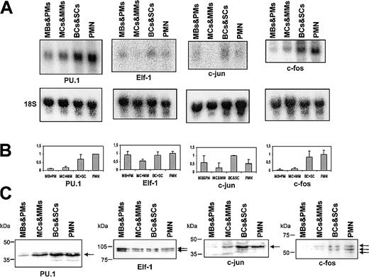 Figure 6. Northern and Western blot of PU.1, Elf-1, c-jun, and c-fos. (A) Northern blot of total RNA from mature neutrophils and the 3 MACS-depleted populations of neutrophil precursors. The blot was hybridized with probes against PU.1, Elf-1, c-jun, and c-fos (B) Schematic representation of the hybridization intensities from panel A as in Figure 4. (C) Western blot of PU.1, Elf-1, c-jun, and c-fos. Equal loading was assessed by probing with an antibody against α-tubulin (not shown). The arrows indicate the bands of the target proteins.
