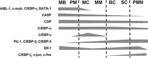 Figure 7. Hypothetical distribution scheme of neutrophil transcription factors during granulopoiesis. Theoretical distribution scheme of the transcription factors examined in this work based on the data presented in Figures 4, 5, and 6.