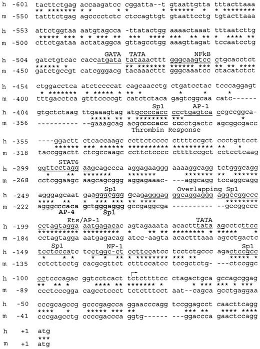 Figure 1. Alignment of the immediate upstream promoter sequences of the human and murine EPCR genes. The nucleotide sequences spanning –601 to +3 bp of the hEPCR gene and spanning –550 to +1 bp of the mEPCR gene were aligned to identify regions of sequence similarity. All numbering is relative to the A of the ATG initiation codons. Stars indicate aligned nucleotides; dashes indicate gaps in the alignment. Predicted transcription factor binding sites are underlined in the human (h) sequence. Transcription factor binding sites identified in the murine (m) promoter10 are highlighted in bold. The previously identified transcription start site of the human gene7 is indicated by the arrow.