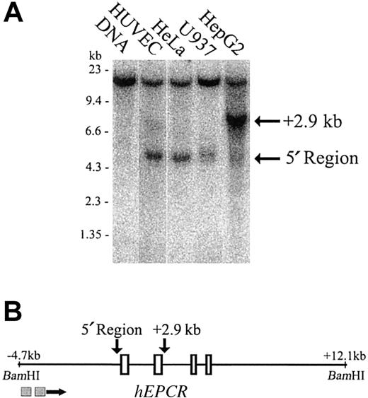 Figure 2. Mapping of DNaseI hypersensitive sites around the hEPCR gene. (A) DNaseI hypersensitivity sites were mapped in HUVEC, HeLa, U937, and HepG2 cells (lanes 2-5). Lane 1 indicates DNA undigested with DNaseI. The approximate band size in kilobase (kb) is indicated on the left of the figure. The location of sites in relation to the hEPCR gene is indicated on the right. (B) Map of the BamHI fragment encompassing the hEPCR gene. Exons 1 to 4 of the hEPCR gene are indicated as rectangles, and the identified hypersensitive sites are indicated (above the figure) by the arrows. The locations of the probes used in this analysis are indicated as gray boxes below the figure.