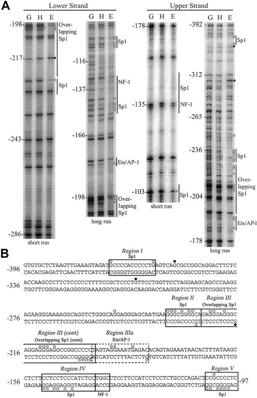 Figure 4. In vivo DMS footprinting of both DNA strands of the hEPCR promoter. (A) Analysis of lower strand (left panel) and upper strand (right panel). DMS methylation of naked genomic DNA (G) was compared with in vivo methylation of HepG2 (H) or EA.hy926 (E) DNA. A representative experiment with long and short gel runs from each primer set is presented. Potential binding sites for transcription factors are indicated at the right of each gel image. Positions relative to the ATG site are indicated at the left of each gel. Open circles (○) represent 3-fold or greater protection, and closed circles (•) represent 2-fold or greater enhancements of DMS reactivity of E and H relative to G. (B) DNA sequence of the hEPCR promoter from –396 bp to –97 bp with transcription factor binding sites and DMS protections/enhancements indicated as described in panel A. Boxed regions (I-V) indicate binding sites corroborated by EMSA. The dashed box indicates a putative binding site not identified by EMSA.