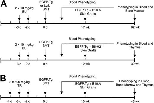 Figure 1. Treatment and transplantation protocols. Experiments were conducted with (A) busulfan and (B) treosulfan BMT conditioning followed by donor-type and third-party skin grafting.