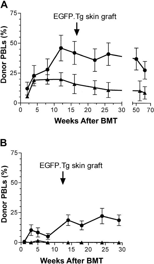 Figure 3. Chimerism after busulfan. (A) PBL EGFP chimerism (mean ± SEM) in 5 female B6 mice after recipient pretreatment with busulfan (BU, 2 × 10 mg/kg) followed by transplantation (15 × 106 BMCs) from B6-EGFP.Tg (•) or B6-Ly5.1 (▴) donor mice. (B) EGFP chimerism (mean ± SEM) in male B6 recipients pretreated with saline (4 mice, ▴) or busulfan (2 × 10 mg/kg) (5 mice, •) followed by transplantation (15 × 106 BMCs) from B6-EGFP.Tg donor mice.