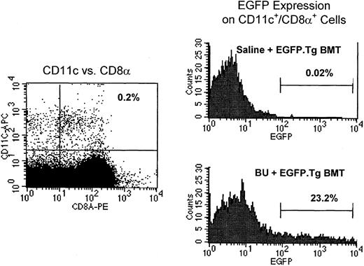 Figure 4. FCM analysis of collagenase-digested thymocytes. Analysis showed EGFP expression in cells coexpressing CD11c and CD8α. Cells were pooled from 5 recipients of busulfan and EGFP.Tg bone marrow at 32 weeks after BMT.