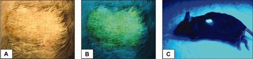 Figure 6. Appearance of an accepted skin graft. Under light (A) or ultraviolet illumination (B,C) in an EGFP chimeric animal (19% EGFP-positive leukocytes) at 32 weeks after busulfan and BMT.