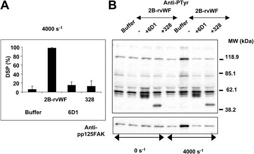Figure 5. Effect of VWF-GPIb interaction blockers on shear-induced platelet aggregation and tyrosine phosphorylations in the presence of 2B-rVWF. Washed platelets (2.8 × 108/mL) were submitted to high shear rates in the presence of 2B-rVWF (0.7 μg/mL) at 37°C without (–) or with (+) MoAb 6D1 (20 μg/mL) or MoAb 328 (20 μg/mL). Buffer indicates samples without 2B-rVWF. SIPA was measured in aliquots fixed by 1.25% paraformaldehyde and means ± SEM of 3 experiments are shown (A). Proteins were immunoblotted with antiphosphotyrosine MoAbs 4G10 and PY20 (B, top) or anti–phospho-FAK (B, bottom). Results are representative of 3 experiments.
