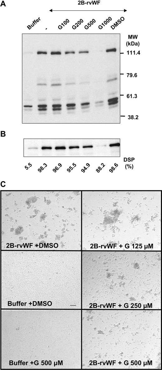 Figure 6. Effect of genistein on protein tyrosine phosphorylation and FAK phosphorylation. Washed platelets (2.8 × 108/mL) were preincubated without (–) or with genistein (G; 100 μM-1000 μM) or vehicle (DMSO) for 30 minutes at 37°C, prior to exposure to 2B-rVWF (0.7 μg/mL) for 4.5 minutes at 37°C under high shear rates. Buffer indicates samples without 2B-rVWF. Total cell lysates were analyzed by immunoblotting with antiphosphotyrosine antibodies (4G10 and PY20) upon protein separation on a 8% polyacrylamide gel (A). Membranes were then stripped and reblotted with anti–phospho-FAK polyclonal antibody (B). DSP are indicated on the bottom part in the corresponding samples. In separate experiments, platelets were preincubated with genistein at the indicated concentration, exposed to shear, and fixed with PFA. An aliquot was deposited in microtiter plates for microscopic observation of aggregates. Images were recorded following sedimentation in the wells. Bar represents 50 μm (C). Results are representative of 3 experiments.