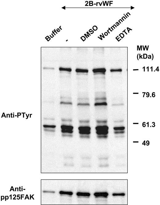 Figure 8. Influence of PI 3-kinase activation and calcium chelator on shear-induced tyrosine phosphorylation. Washed platelets (2.8 × 108/mL) were preincubated with either wortmannin (100 nM) or vehicle (DMSO) for 15 minutes at 37°C, or EDTA (2 mM) for 5 minutes at room temperature. Platelets were submitted to high shear rates for 4.5 minutes at 37°C in the presence of 2B-rVWF (0.7 μg/mL), lysed, and separated on an 8% polyacrylamide gel. Immunoblotting was performed using antiphosphotyrosine MoAbs 4G10 and PY20 (top panel), stripped, and reprobed with anti–phospho-FAK polyclonal antibody (bottom panel). Results are representative of 3 experiments.