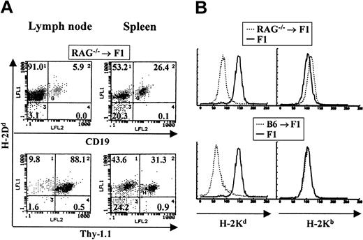 Figure 3. Host cells reconstitute both T- and B-cell lineages in RAG–/– → F1 bone marrow chimeras. Bone marrow from RAG—/— mice was used to reconstitute CB6F1 mice as described. (A) The staining profile of one representative mouse is shown. Reconstitution of blood lineages was assessed starting at 3 months after transfer, by antibody staining of lymph node and spleen cells with anti–Thy-1 antibodies (biot-J1j) for T-cell–lineage identification, PE–anti-CD19 for B-cell–lineage identification, together with anti–class I antibodies specific for H-2Dd molecules (FITC-34-4-21S). (B) Myeloid lineages were analyzed by staining peritoneal cavity cells with anti–H-2Kb (right panel) or anti–H-2Kd (left panel) antibodies. Representative staining profiles for one mouse from each group (RAG—/— → F1 and B6 → F1, broken lines) are shown. Staining of normal F1 mice with each antibody is depicted by solid lines.