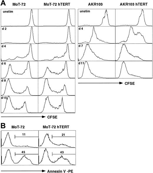 Figure 4. hTERT-transduced CD4 or CD8+ T cells grow equally to untransduced cells. (A) Cultures of untransduced or hTERT–puro-transduced cells of CD4+ T-cell clone MoT-72 or CD8+ T-cell clone AKR103 were labeled with CFSE and stimulated with feeder cells and PHA. The fraction of dividing cells and the number of cell divisions in each culture was calculated from the mean decrease in CFSE fluorescence intensity at day 8 (MoT-72) or at day 7 (AKR103). MoT-72: 64% proliferating cells with a mean decrease in CFSE fluorescence from 586 (unstimulated cells) to 50, which corresponds to an average of 3.5 cell divisions. MoT-72-hTERT: 63% proliferating cells with a mean decrease in CFSE from 569 to 77, corresponding to 2.9 cell divisions. AKR103: 98% proliferating cells with a mean decrease in CFSE from 610 to 23, which represents 4.7 cell divisions. AKR103-hTERT: 91% proliferating cells with a mean decrease in CFSE from 459 to 21 (= 4.5 cell divisions). The proliferation of the T cells upon stimulation was identical between hTERT-transduced and untransduced cells at 3 different time points measured at biweekly intervals during the culture. The graphs are representative of the 3 independent experiments. (B) Activation-induced cell death. MoT-72 cells and hTERT–puro-transduced MoT-72 cells were stimulated with anti-CD4– and anti-CD28–coated beads and IL-2 (bottom panels) or cultured in IL-2 alone (top panels). The presence of apoptotic cells detected by annexin V binding was analyzed by flow cytometry on day 2. Numbers in the graphs indicate the percentage of annexin V binding cells (7-AAD–positive cells were excluded).
