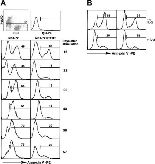 Figure 6. Cell death in the absence of stimulation. (A) T-cell cultures described in Figure 5 were stained weekly with annexin V and 7-AAD during the cultures to monitor cell death and survival in the absence of antigenic stimulation. Graphs show the percentage of annexin V–positive and 7-AAD–negative cells, as indicated by the numbers in the graphs, at day 15, 22, 29, 43, 50, and 57 in the cultures of MoT-72 and hTERT-transduced MoT-72. Top row: 7-AAD staining and forward scatter plot indicating the cell population (R2) of cells impermeable to 7-AAD that was analyzed, and IgG-PE control staining. Similar results were obtained with CD8+ T-cell clone AKR103 (not shown). (B) Apoptosis induced by rhIL-2 withdrawal during 24 hours. hTERT-transduced MoT-72 cells and untransduced cells cultured in rhIL-2 for 14 days were washed and cultured overnight in the presence or absence of rhIL-2. Graphs show the presence of apoptotic cells after 24 hours. Numbers in the graphs indicate the percentage of annexin V–positive cells.