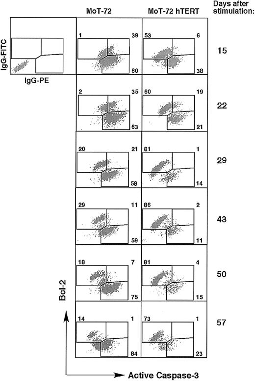 Figure 7. hTERT-transduced cell cultures contain more cells that express bcl-2 than cells expressing active caspase-3. T-cell cultures described in Figure 5 were stained intracellularly with anti–Bcl-2–FITC and antiactive caspase-3–PE mAb at day 15, 22, 29, 43, 50, and 57 during the cultures. Graphs show the double staining plots and the percentage of single- or double-positive cells in the culture of untransduced or hTERT-transduced MoT-72 cells. Top left plot shows the incubation with isotype control antibodies. In hTERT-transduced cultures an accumulation of Bcl-2–positive cells was seen, whereas the balance between Bcl-2–positive cells and cells expressing active caspase-3 was reversed in untransduced cultures. Analysis of the culture of untransduced and hTERT-transduced AKR103 cells gave similar results.