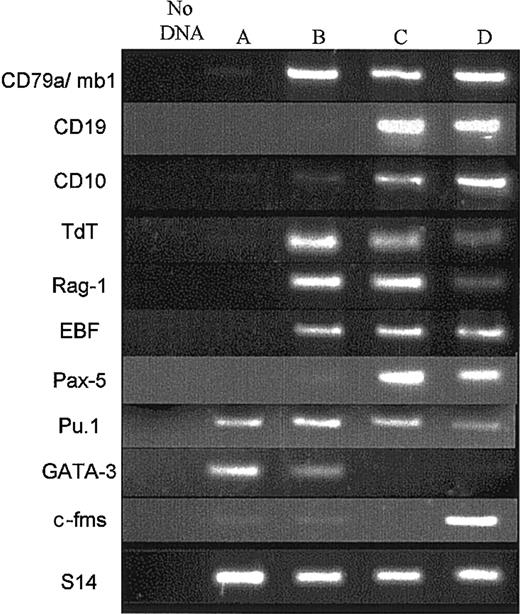 Figure 3. Expression of B-cell transcripts in CD79a+-enriched CDw127+CD19– cells. Four populations of flow cytometry–sorted cells were analyzed by RT-PCR. Lane A: fresh CD34+CD10–CD19– input cord blood cells; lane B, cultured CDw127+CD11b–CD36–CD19– cells, including 85% CD79a+, sorted twice at day 14; lane C, cultured CD19+ B cells sorted at day 14; lane D, cultured CD19+ B cells sorted at day 21. Cells used in lanes A-D were double-sorted to ensure more than 98% purity. The preparation of cDNAs and procedure used for the PCR reaction are described in “Materials and methods.” The cDNA input for each population was normalized to obtain equivalent signals with the S14 gene. All lanes were run in the same gel. Data shown are from 1 of 3 similar experiments with similar results.